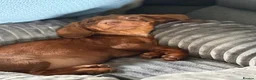 Miniature Dachshund dogs for sale: 10 week old miniature Dachshund  - Advert 2
