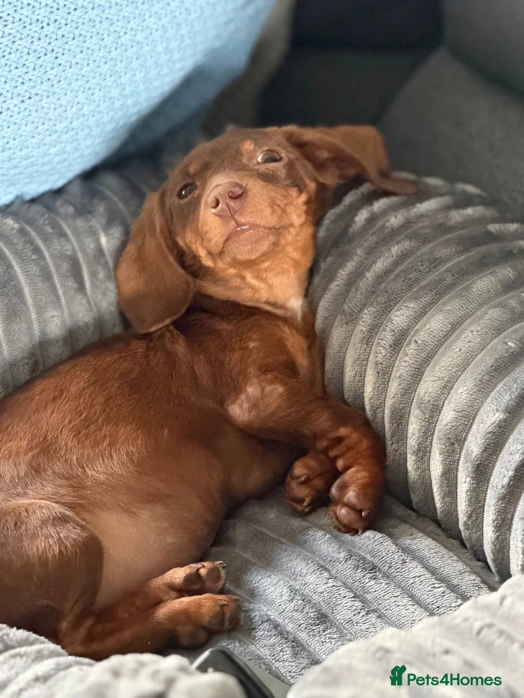 Miniature Dachshund dogs for sale: 10 week old miniature Dachshund  - Advert 2