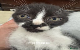 Domestic Shorthair cats for sale: 4 male kittens 3 female kittens pickup whenever - Image 7