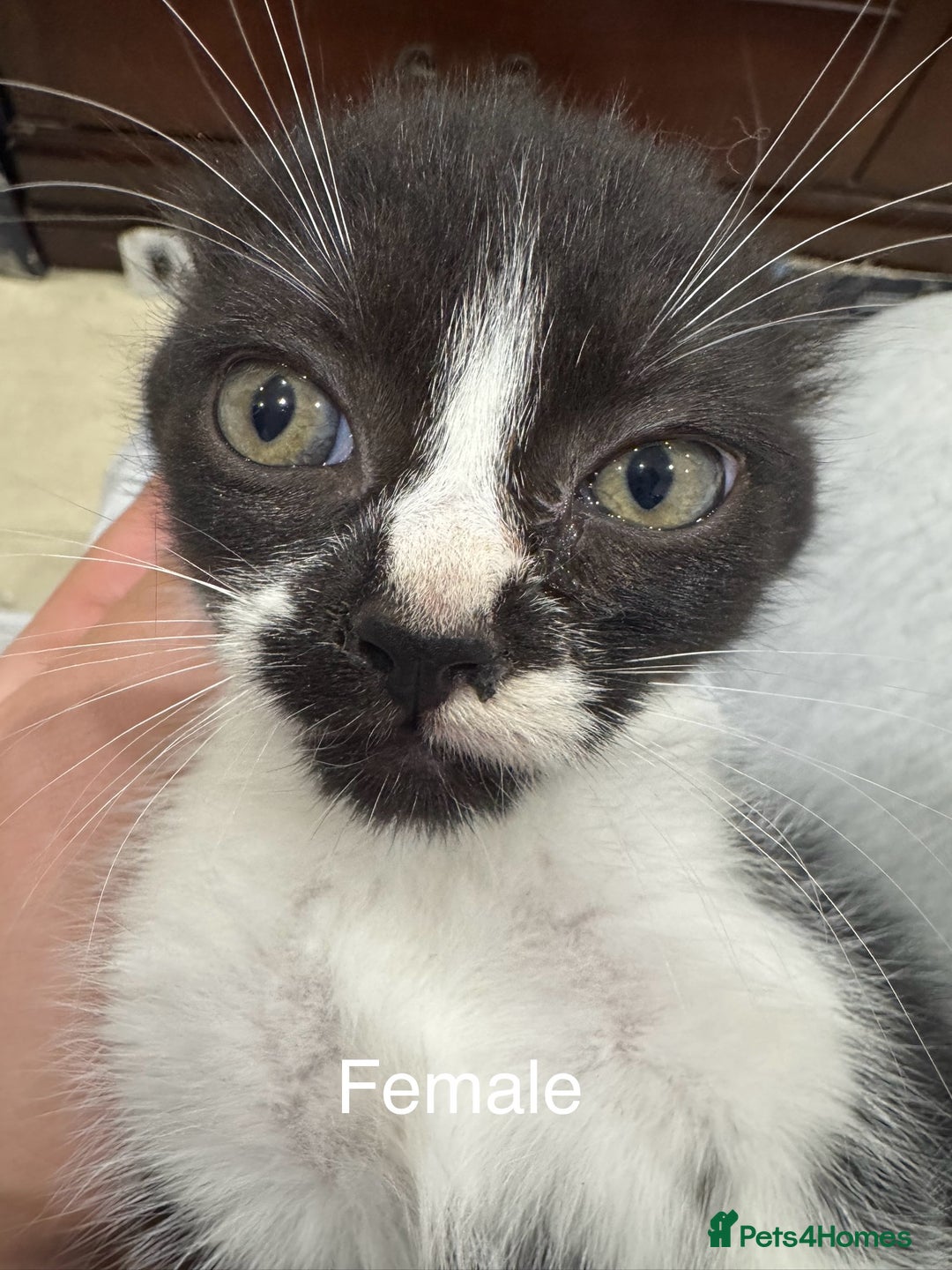 Domestic Shorthair cats for sale: 4 male kittens 3 female kittens pickup whenever - Image 7