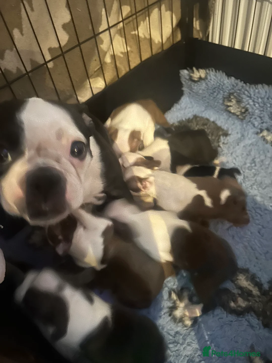 Boston Terrier dogs for sale: Kc reg boston terriers - Advert 9