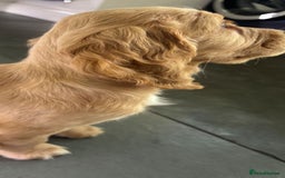 Cocker Spaniel dogs for sale: Stunning full pedigree show cocker spaniels  - Advert 3