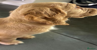 Cocker Spaniel dogs Stunning full pedigree show cocker spaniels  - Advert 15