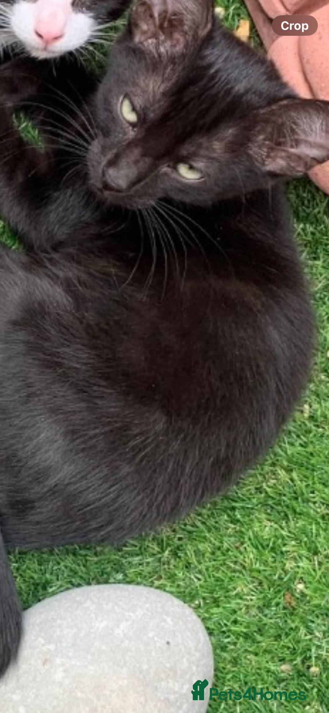 Mixed Breed cats for sale: Mixed breed kittens - Image 15