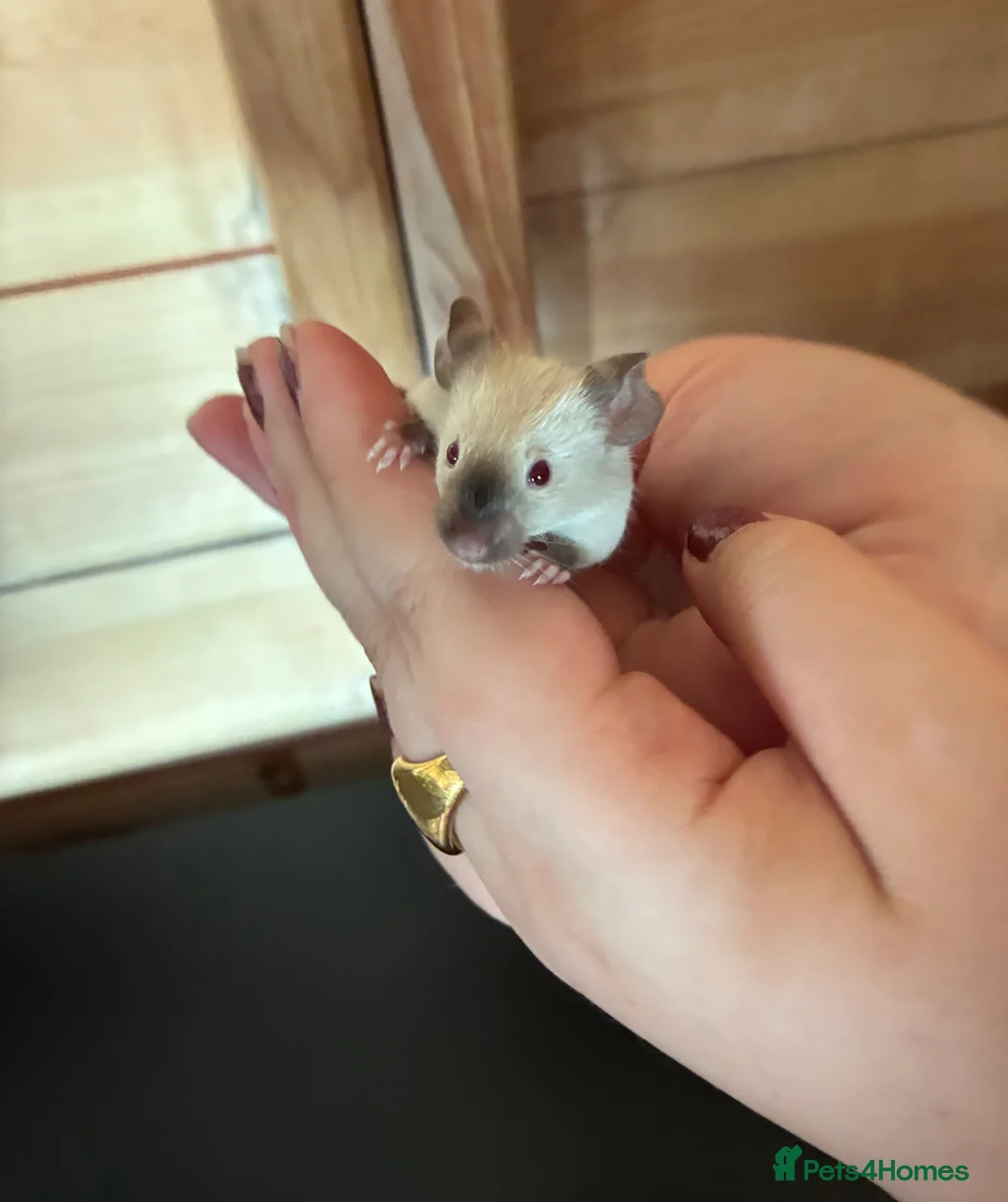 Mouse rodents for sale: Siamese baby mice available  - Advert 1