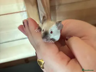 Mouse rodents Siamese baby mice available - Advert 6