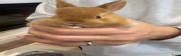 Netherland Dwarf rabbits for sale: Baby Netherland dwarf rabbits  - Advert 2