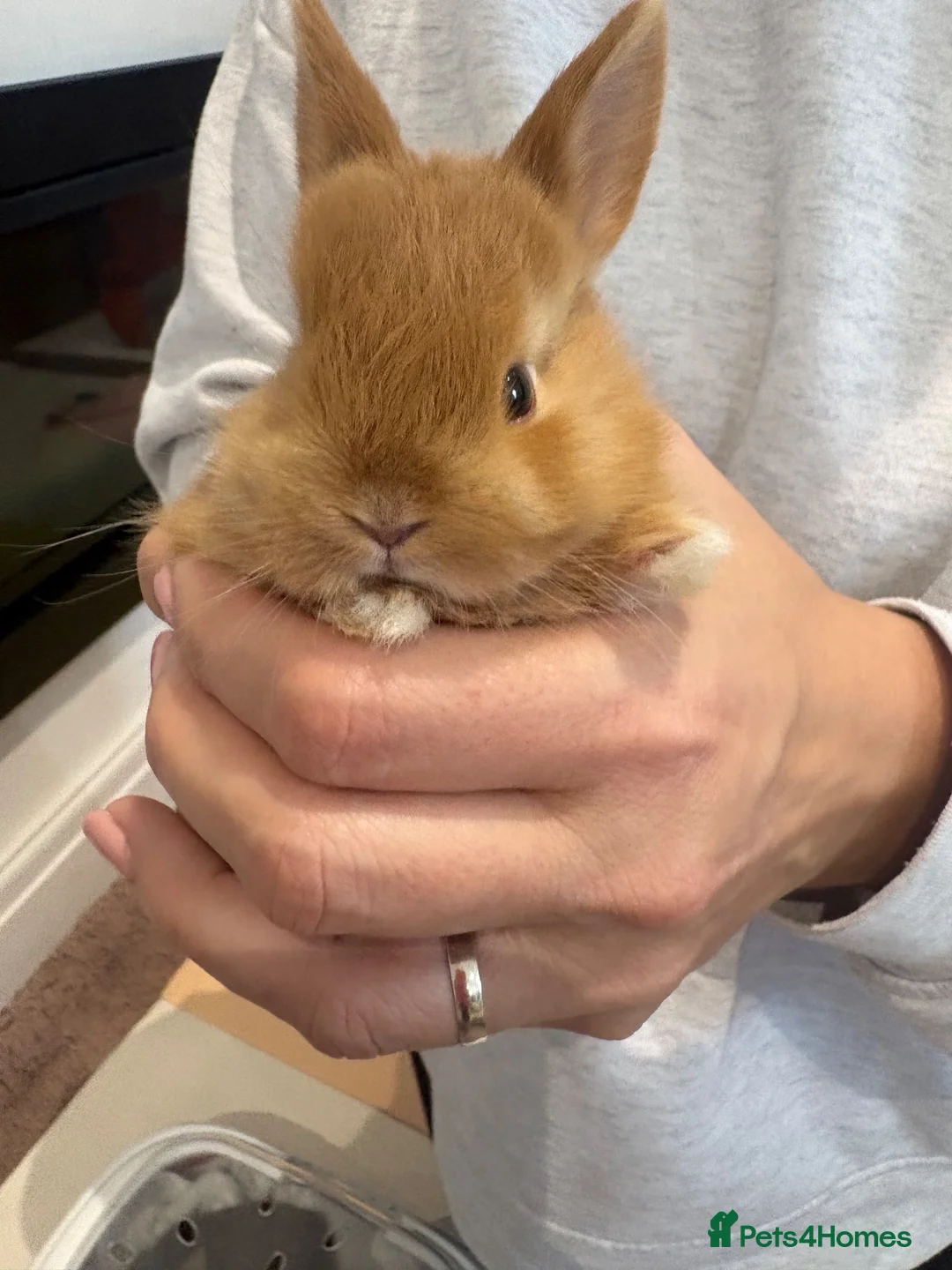 Netherland Dwarf rabbits for sale: Baby Netherland dwarf rabbits  - Advert 2
