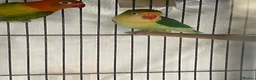 Lovebirds birds for sale: Two lovebirds for sale £120 for both - Advert 9