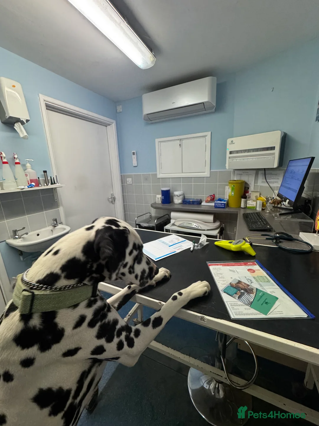 Dalmatian dogs for stud: KC Registered Dalmatain For Stud - Advert 8