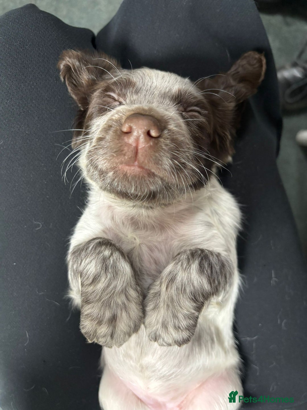 Cocker Spaniel dogs for sale: Litter of Cocker Spaniels ready for New Year - Advert 8