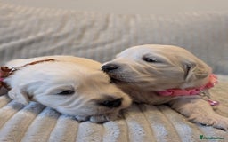 Golden Retriever dogs for sale: Golden Retriever KC - Image 10