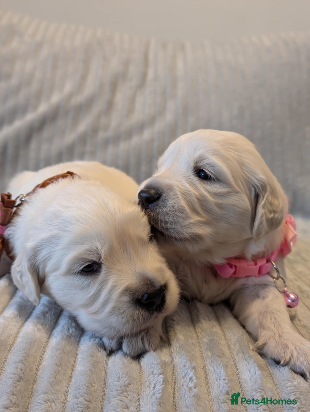 Golden Retriever dogs for sale: Golden Retriever KC - Image 10