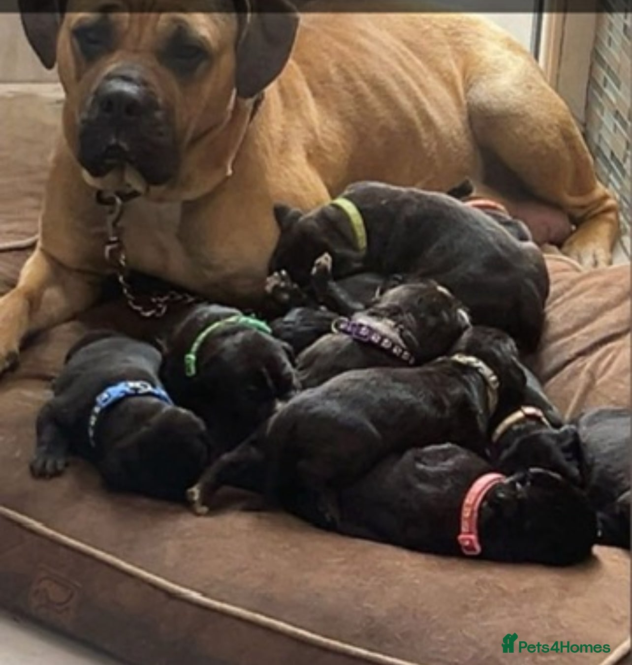 Mixed Breed dogs 9wks Cane Corso x Bullmastiff Puppies - Advert 1