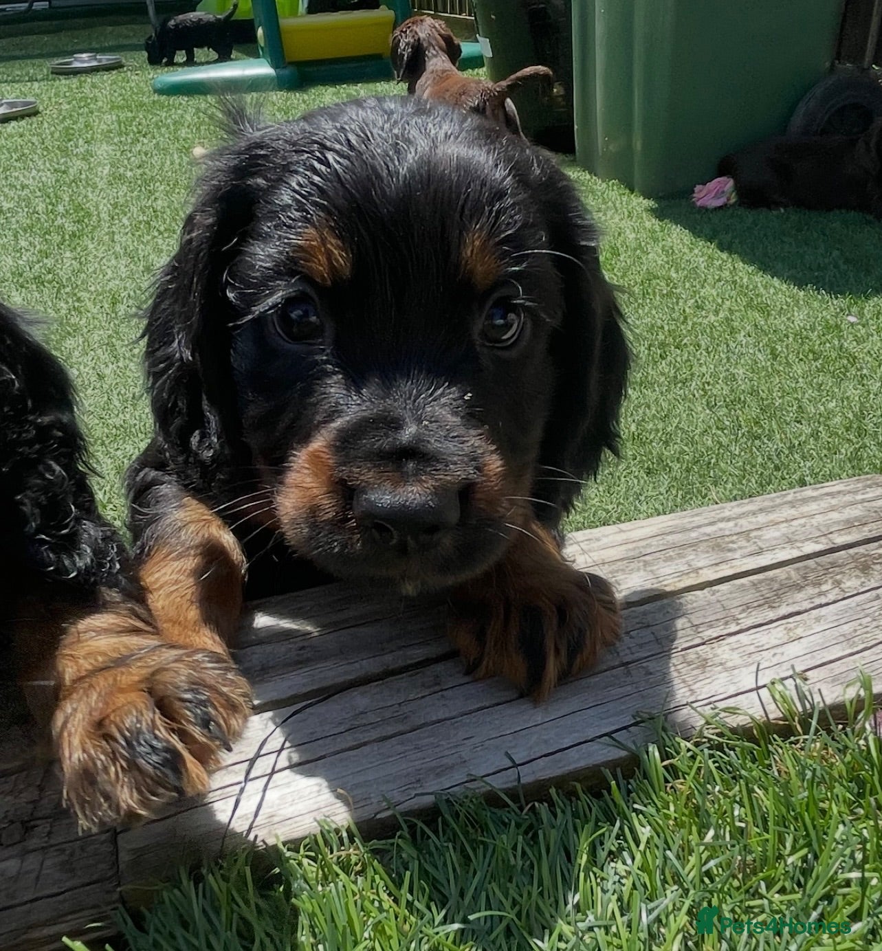 Cocker Spaniel dogs Beautiful working cocker spaniel puppies - Advert 1