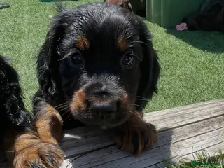 Cocker Spaniel dogs Beautiful working cocker spaniel puppies - Advert 1