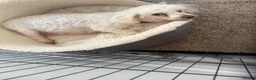 Zuchon dogs for sale: Bichon x shitzu zuchon teddy bear puppies  - Advert 3