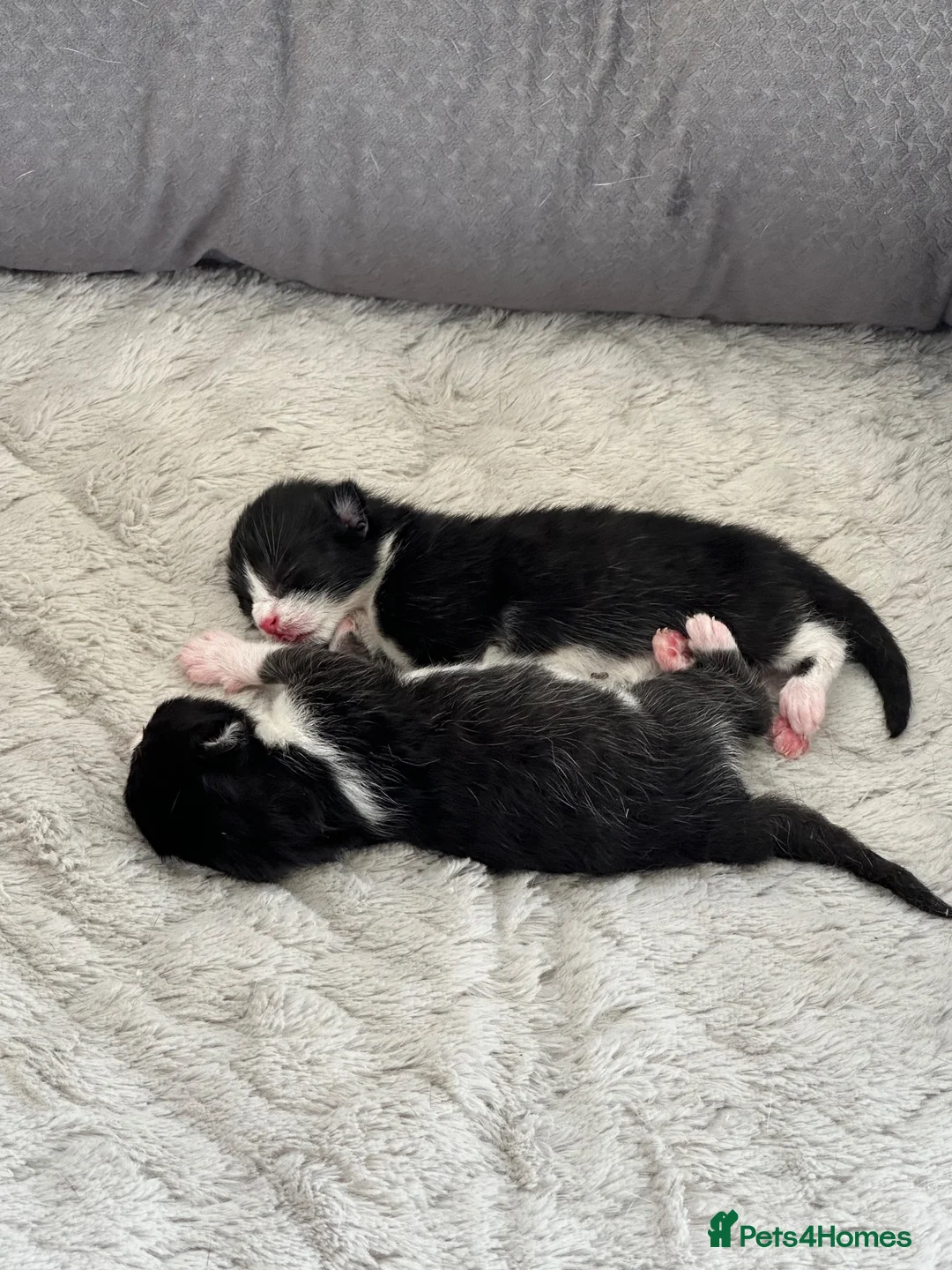 Mixed Breed cats for sale: 🖤Lovely Cats 🤍 - Advert 10