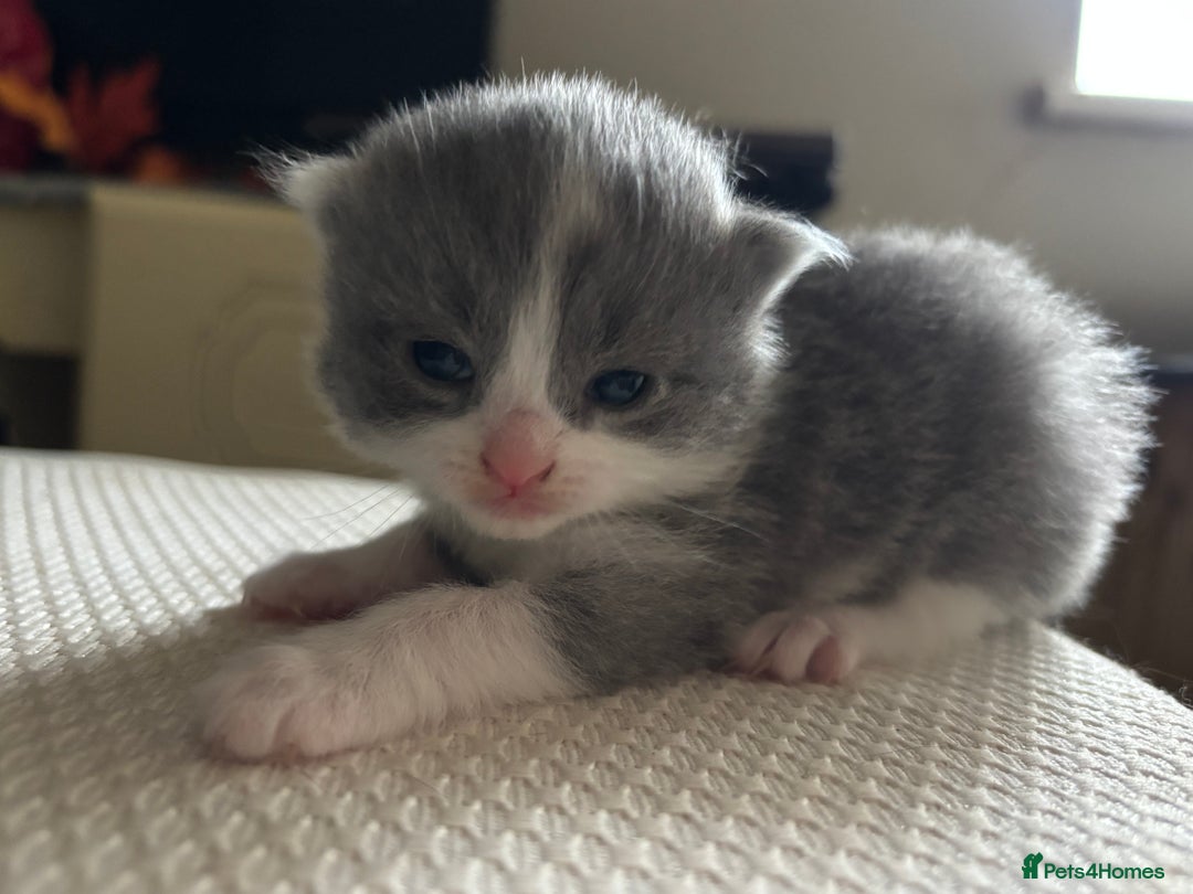 Mixed Breed cats for sale: Beautiful Kittens looking for new homes!❤️ - Image 2