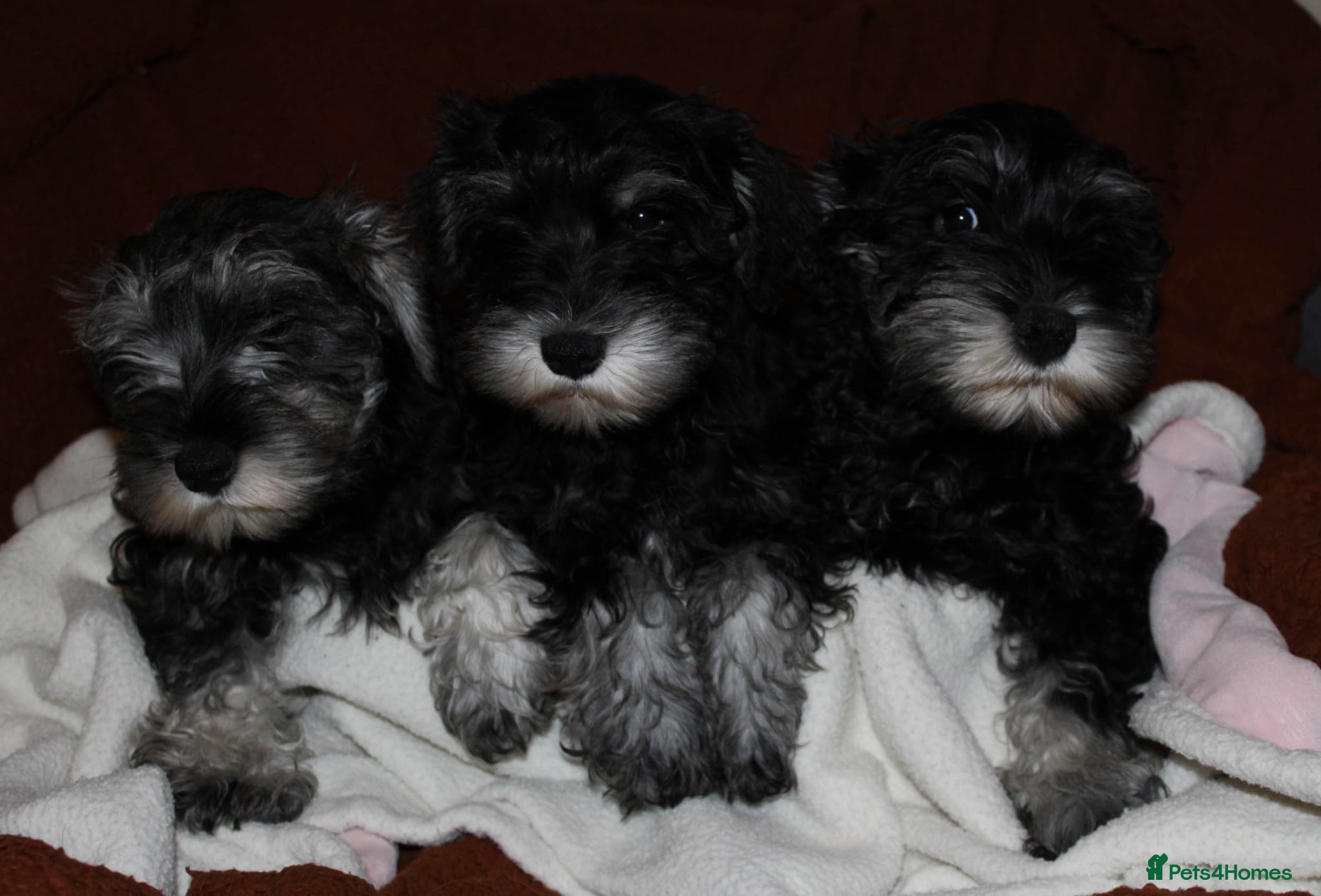 Miniature Schnauzer dogs Charming Mini Schnauzers with KC registration - Advert 16