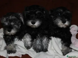Miniature Schnauzer dogs Charming Mini Schnauzers with KC registration - Advert 16