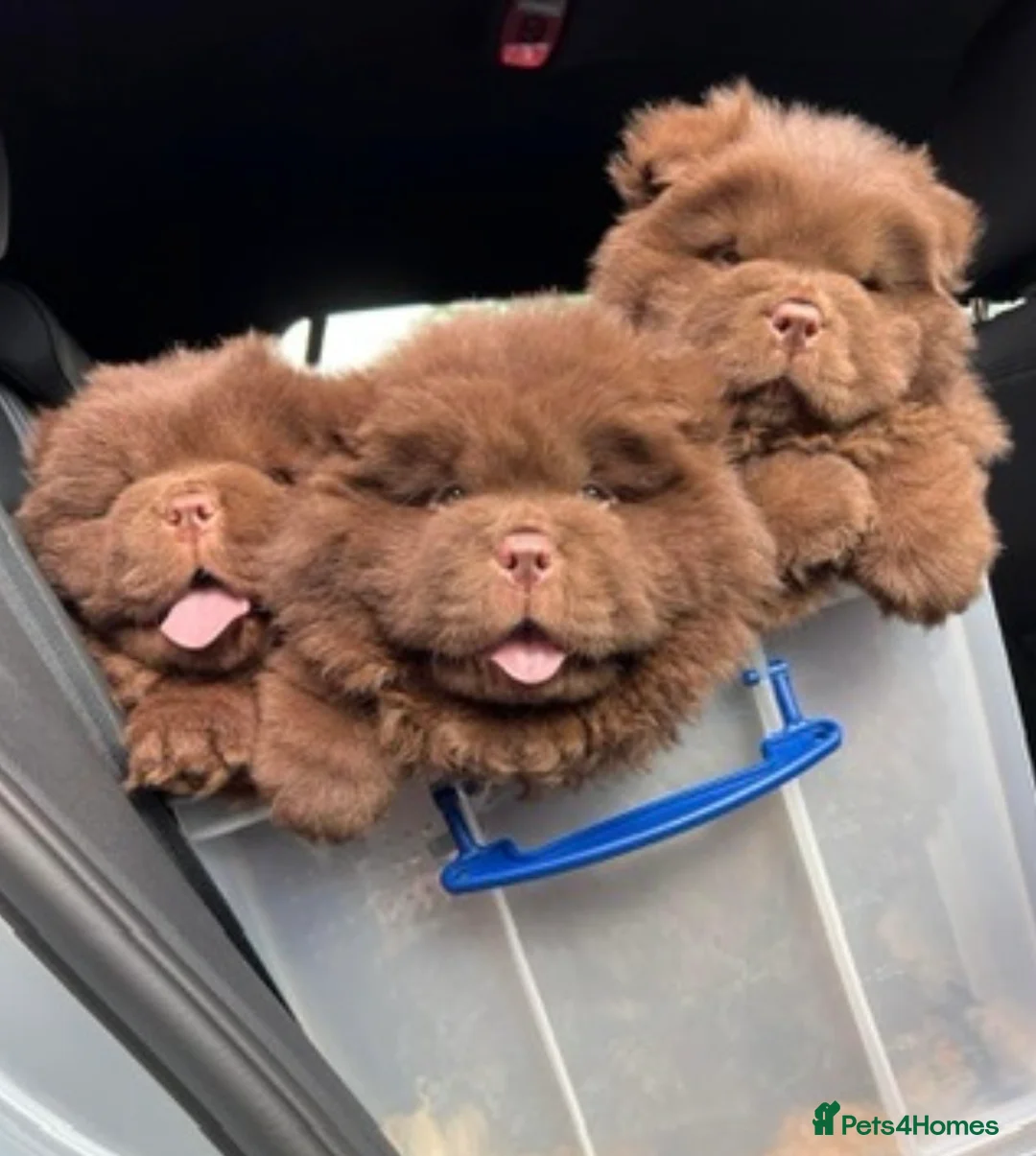 Chow Chow dogs for stud: Chocolate delight Bruno - Advert 10