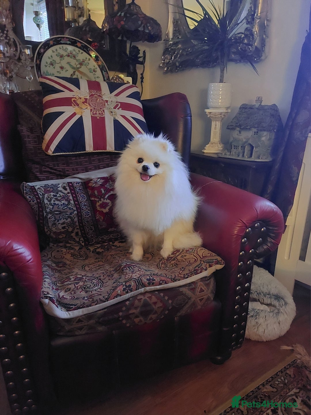 Pomeranian dogs for sale: Pomeranian  - Advert 1