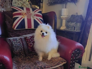 Pomeranian dogs Pomeranian - Advert 1