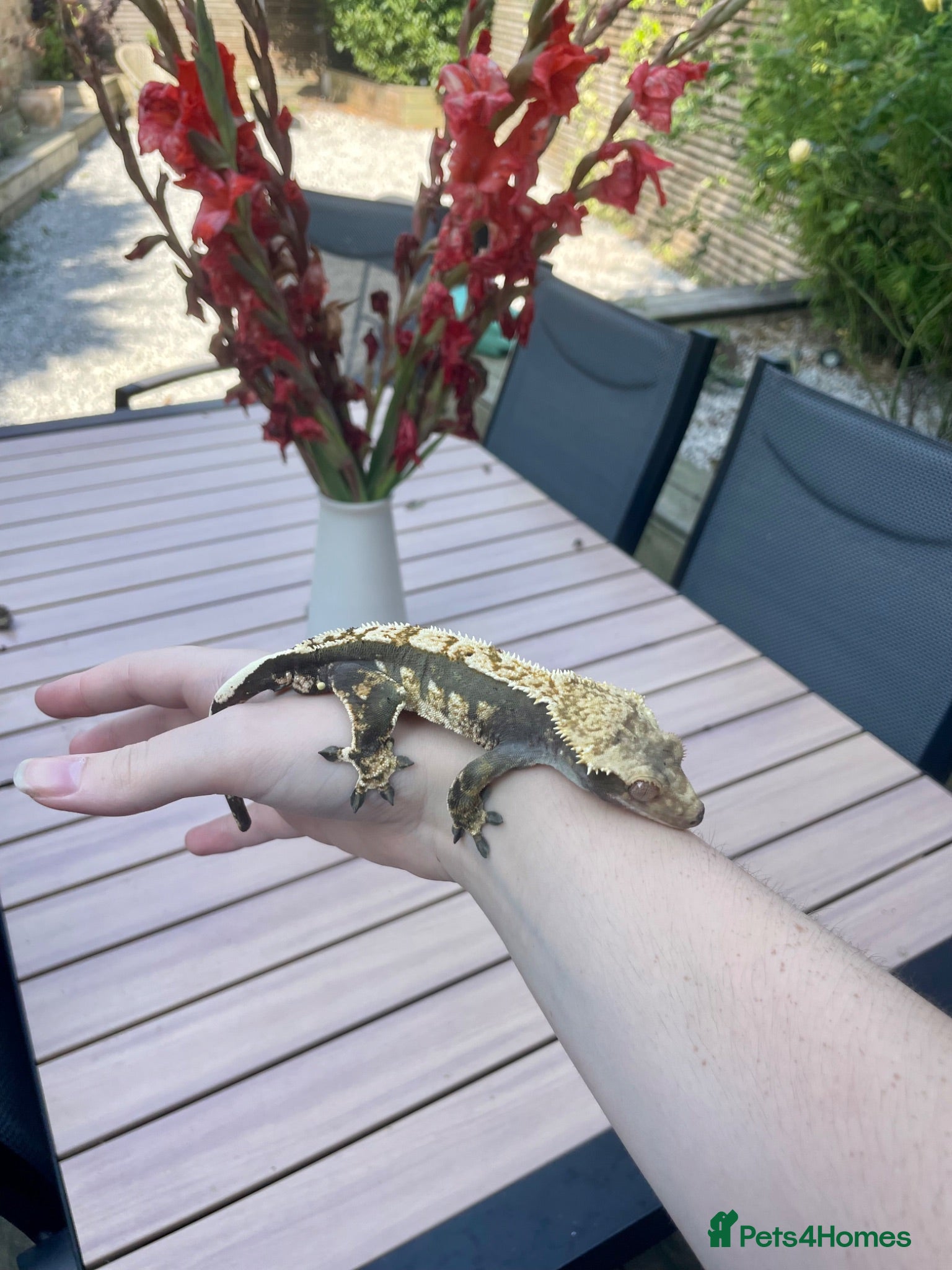 Gecko reptiles Crested gecko with setup - Advert 5