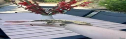 Gecko reptiles for sale: Crested gecko with setup - Advert 1