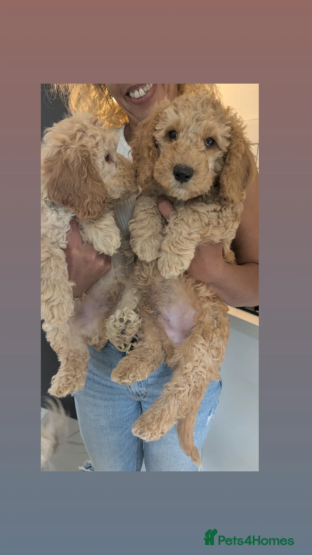 Cavapoochon dogs Cavapoochon Stunning Puppies Ready Now.  - Advert 1