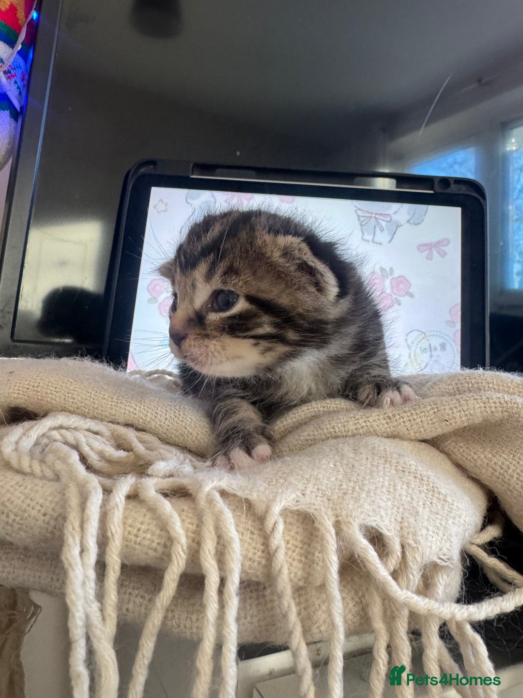 British Shorthair cats for sale: Adorable kittens - Advert 5