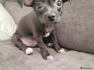 Chihuahua dogs Ready now - Advert 5