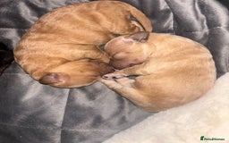 Mixed Breed dogs for sale: Cockapoochon puppies - Image 3