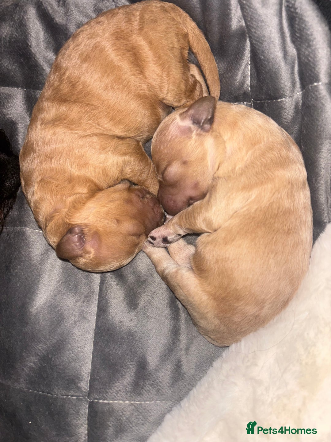 Mixed Breed dogs for sale: Cockapoochon puppies - Image 3