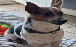 Jack Russell dogs for adoption: Bandit - Hingham Norfolk  - Advert 7