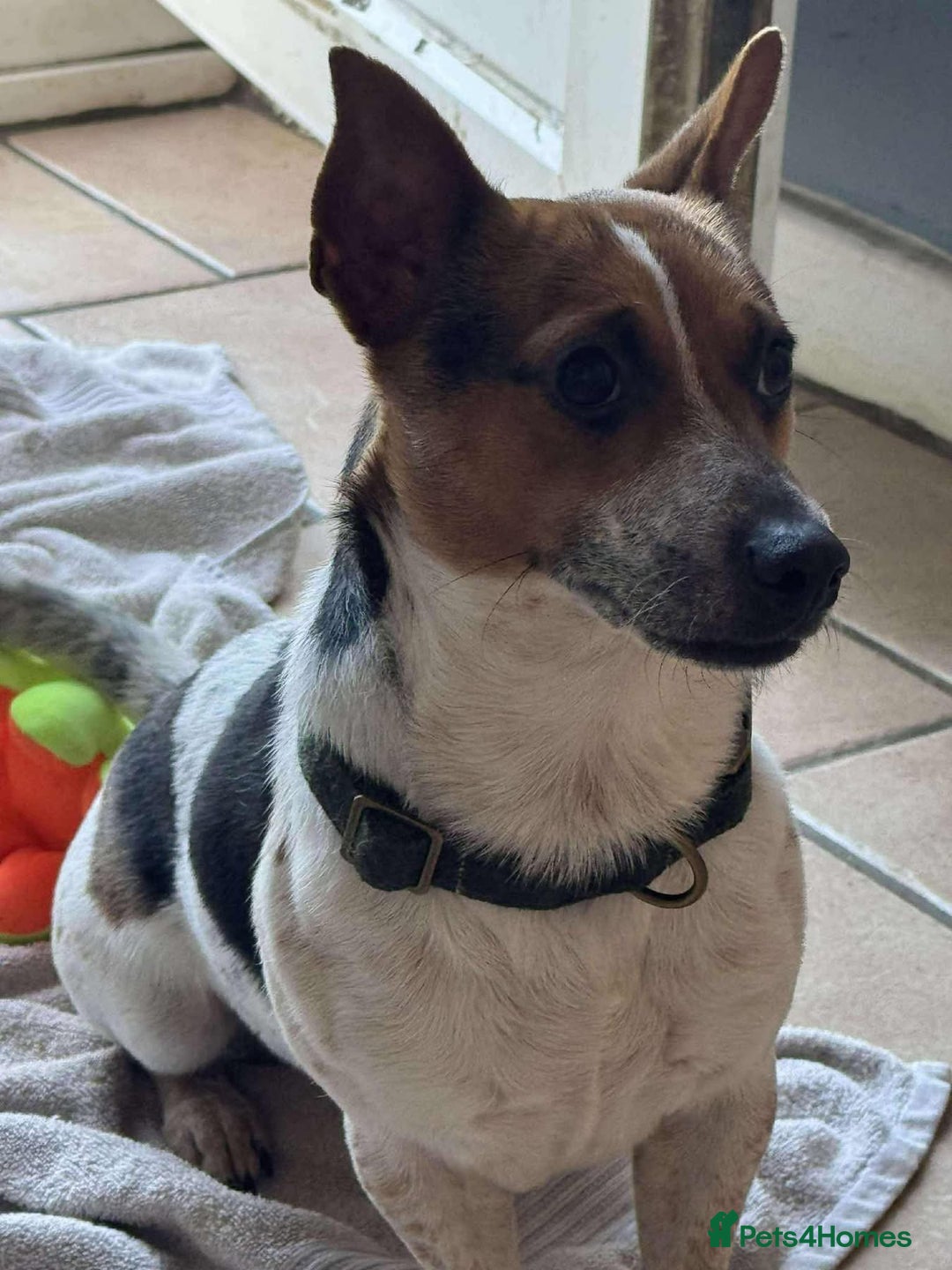 Jack Russell dogs for adoption: Bandit - Hingham Norfolk  - Advert 7