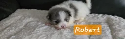 Pomeranian dogs for sale: Gorgeous pomeranian pups - Advert 4