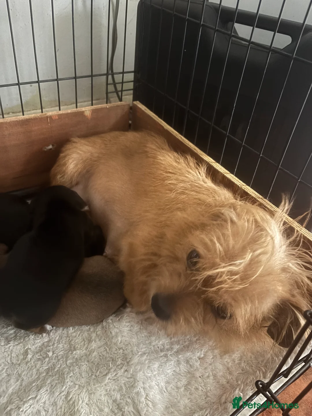 Mixed Breed dogs for sale: Girl & boy  in Nantwich - Advert 1