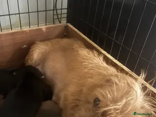 Mixed Breed dogs Girl & boy - Advert 4