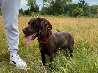Cocker Spaniel dogs - Advert 26