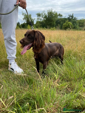 Cocker Spaniel dogs - Advert 3