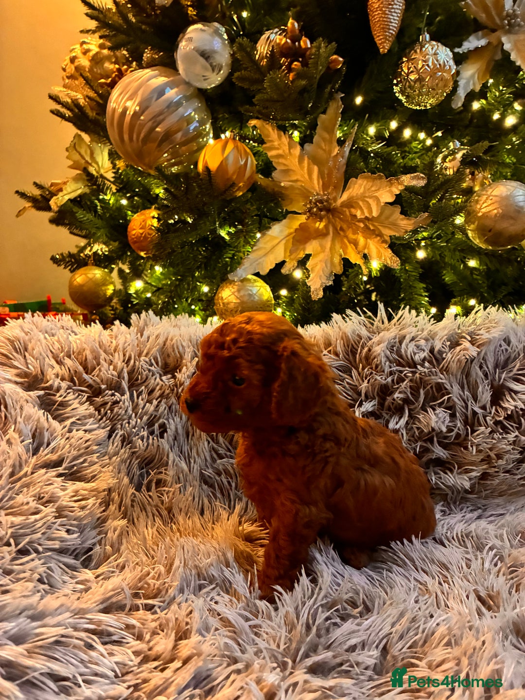 Toy Poodle dogs for sale: 5* Champion Bloodline  Asian Toy Poodles - Advert 4