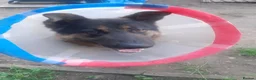 German Shepherd dogs for sale: Looking for the right home for max  in Smethwick - Advert 1