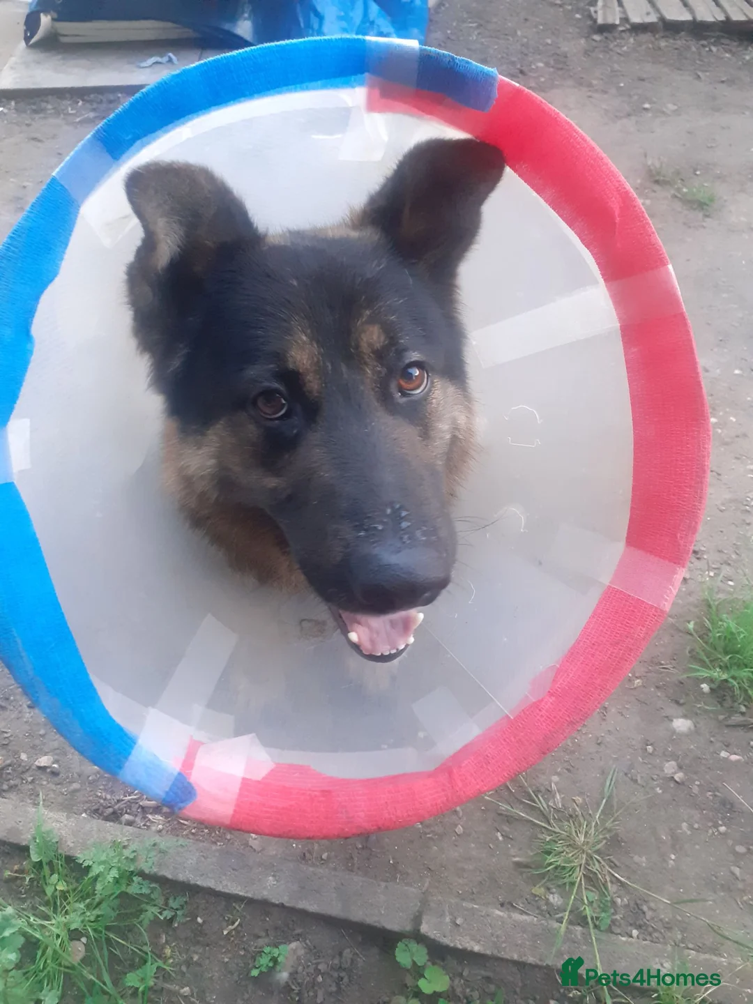 German Shepherd dogs for sale: Looking for the right home for max  in Smethwick - Advert 1