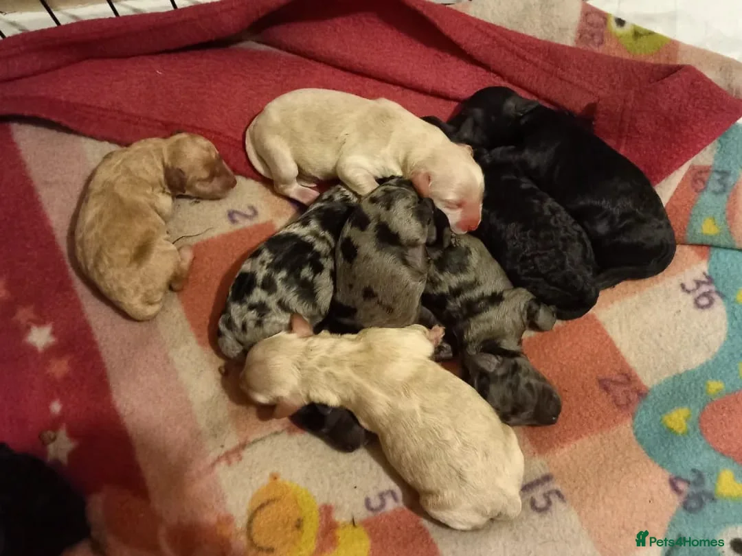 Toy Poodle dogs for stud: Proven, pra clear, kc reg Merle toy poodle  in Manchester - Advert 6