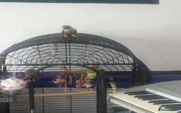 Conures birds for sale: Stunning Tame Conure - Image 2