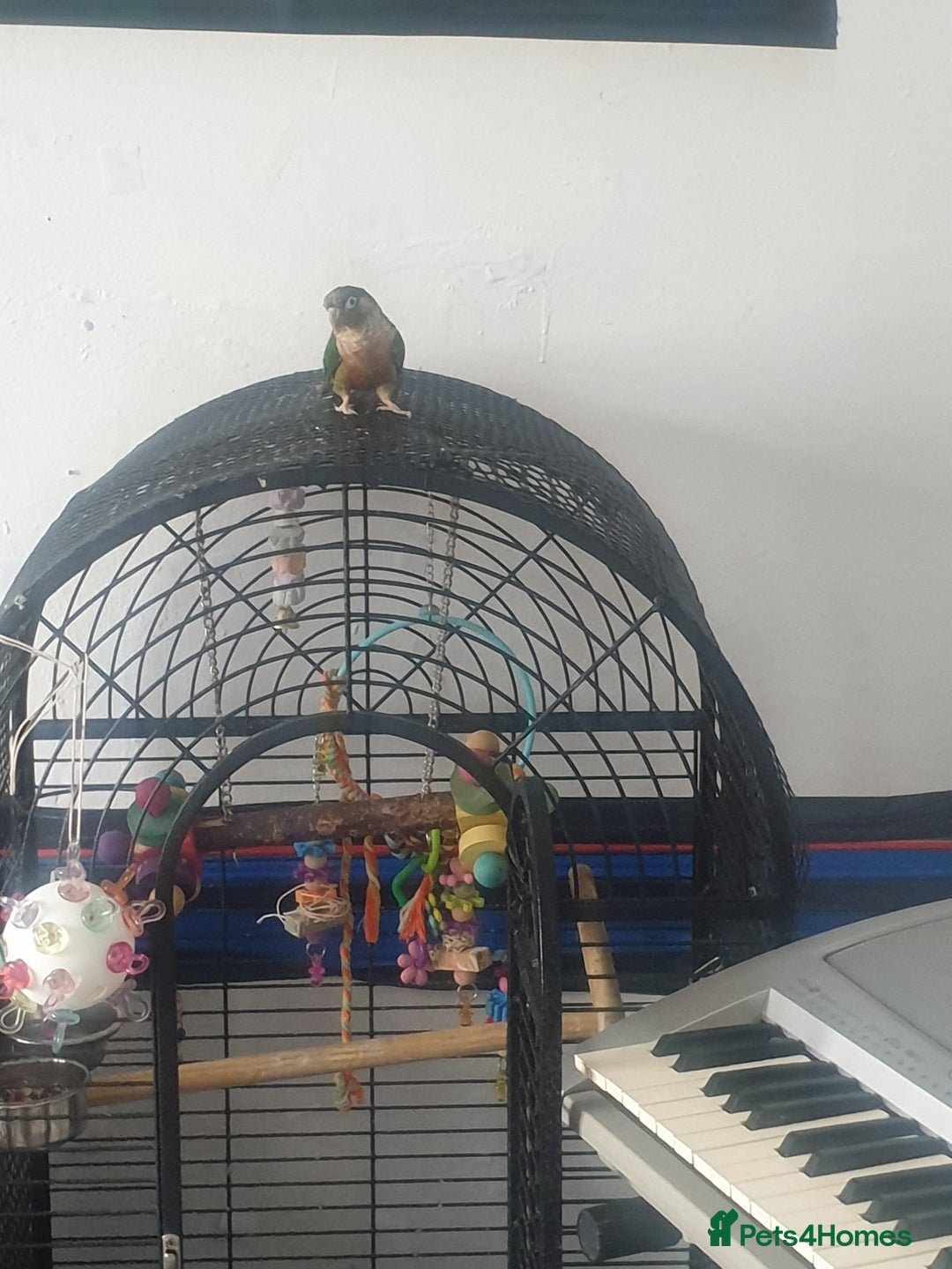 Conures birds for sale: Stunning Tame Conure - Image 2