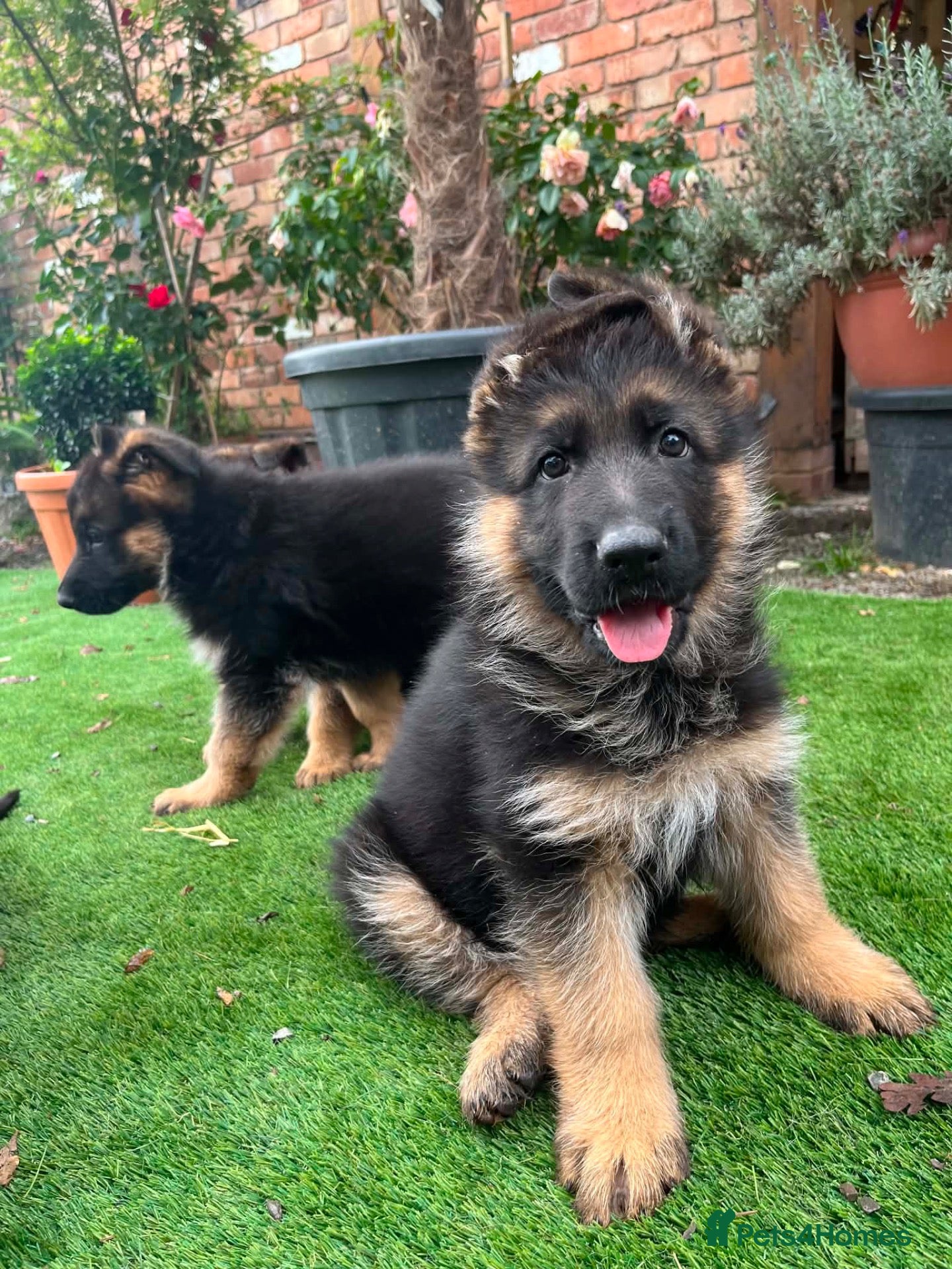 German Shepherd dogs Striking gsd puppies - Advert 6