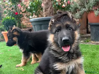 German Shepherd dogs Striking gsd puppies - Advert 6